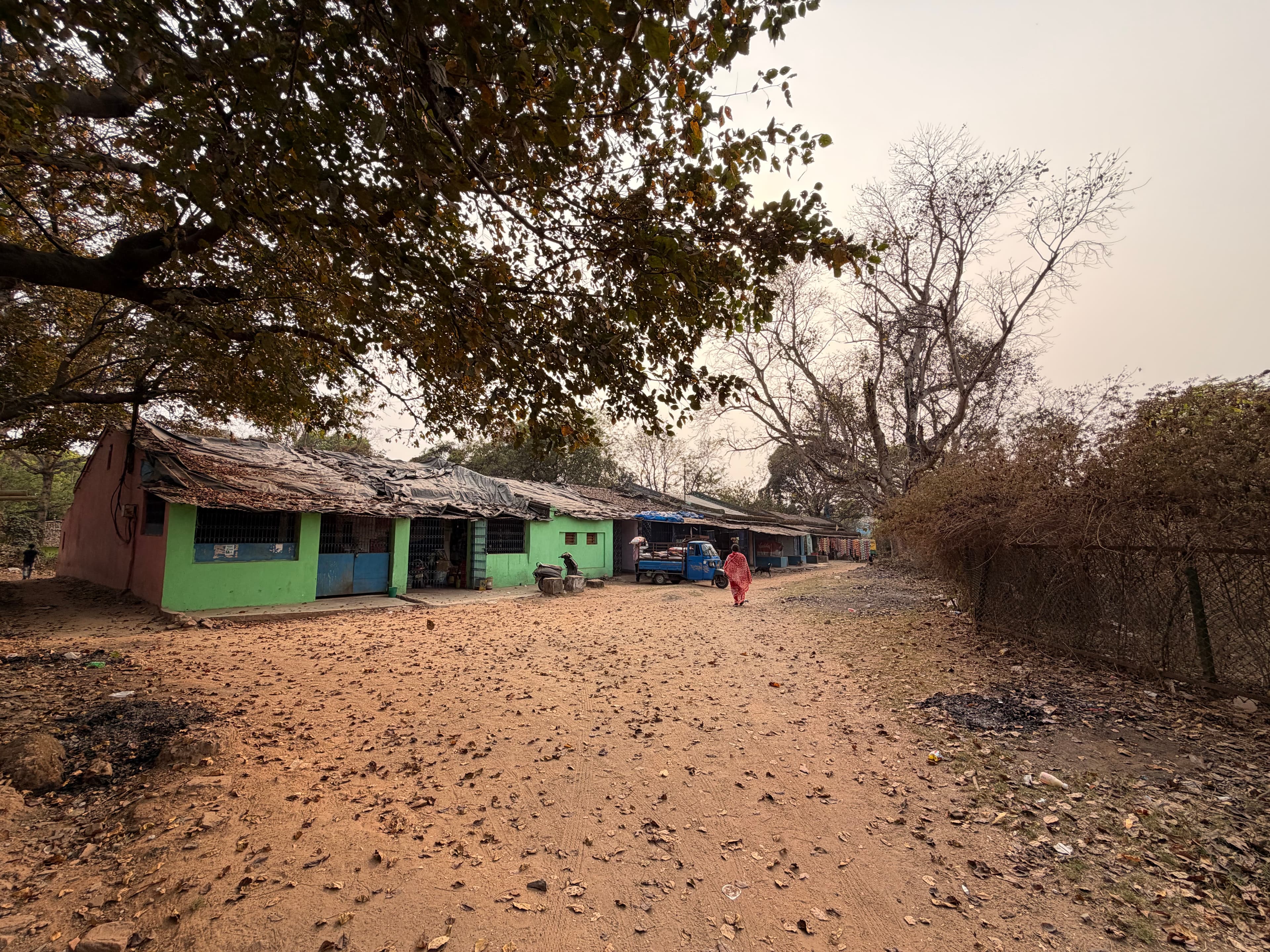 Trees surrounding a small house
