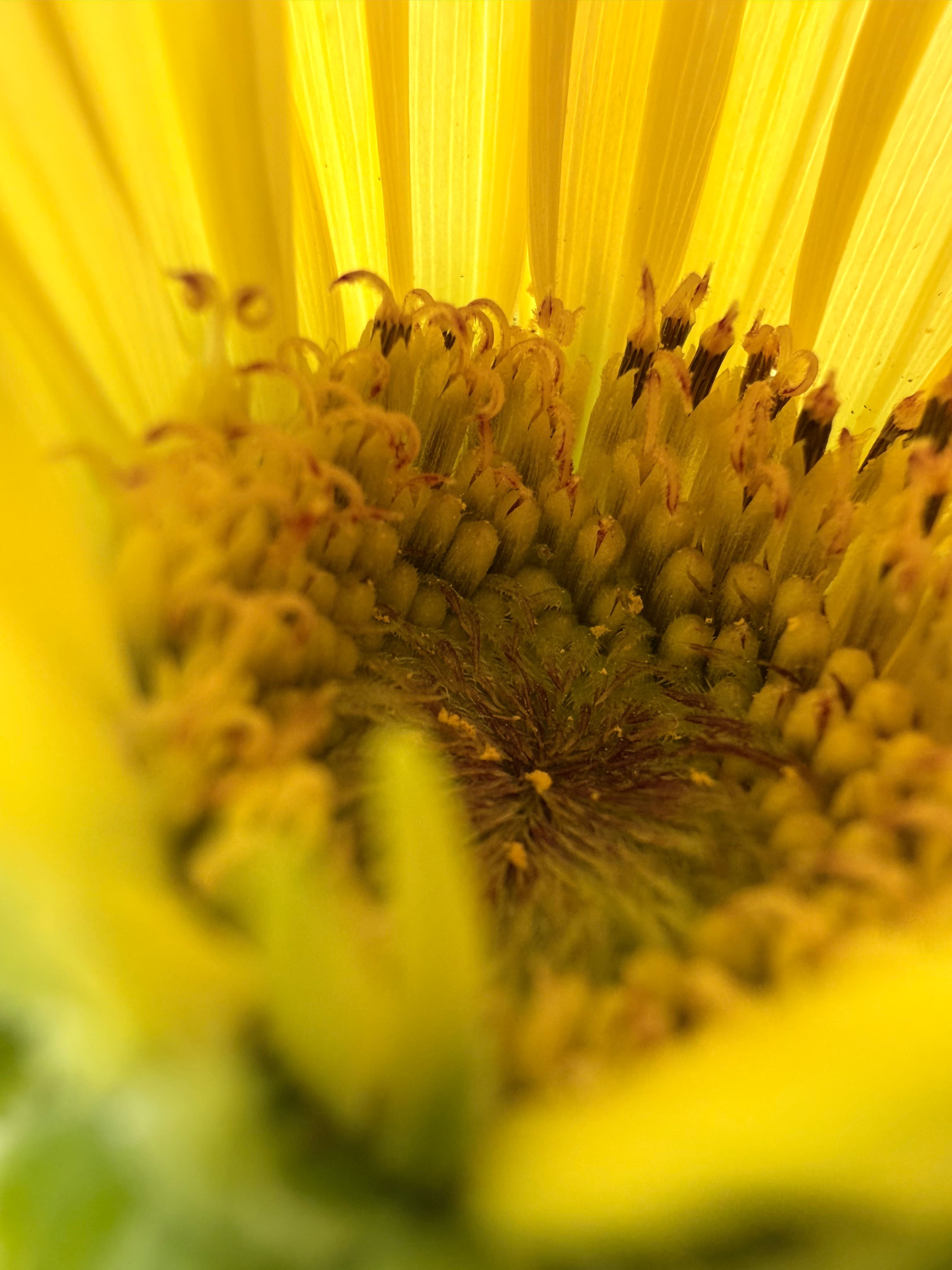 Macro photo of a yellow flower