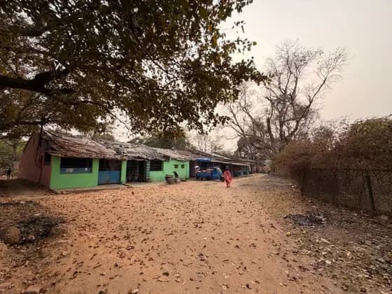 Trees surrounding a small house