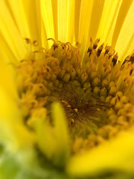 Macro photo of a yellow flower