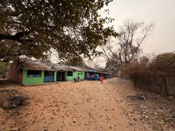 Trees surrounding a small house